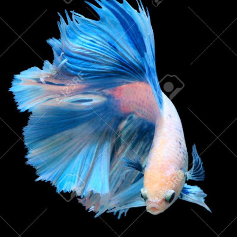 Meet your Posher, Valerie corinne